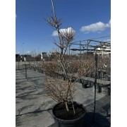 Модрина європейська Нівакі 180-220 см